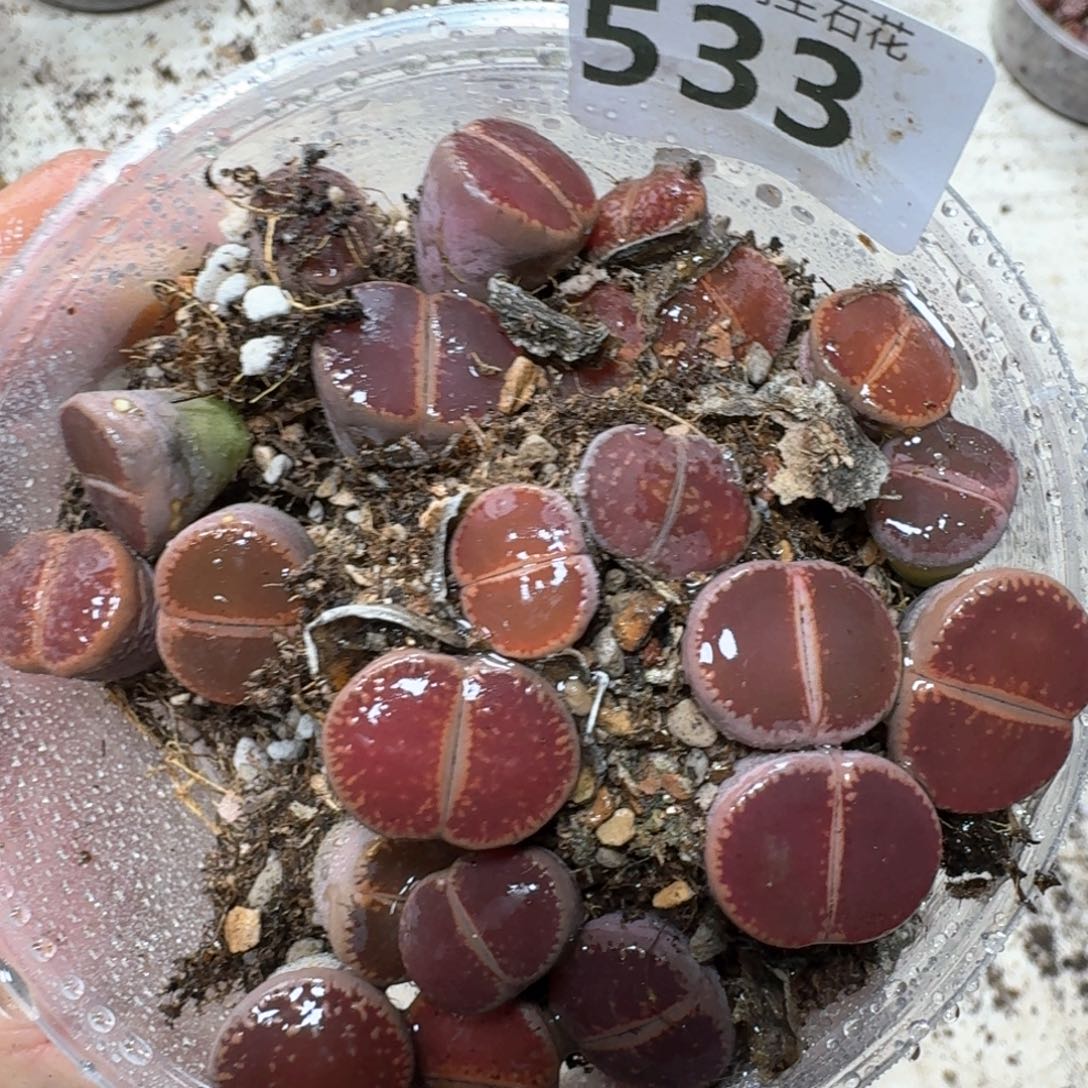 533。比利时Ko一盒