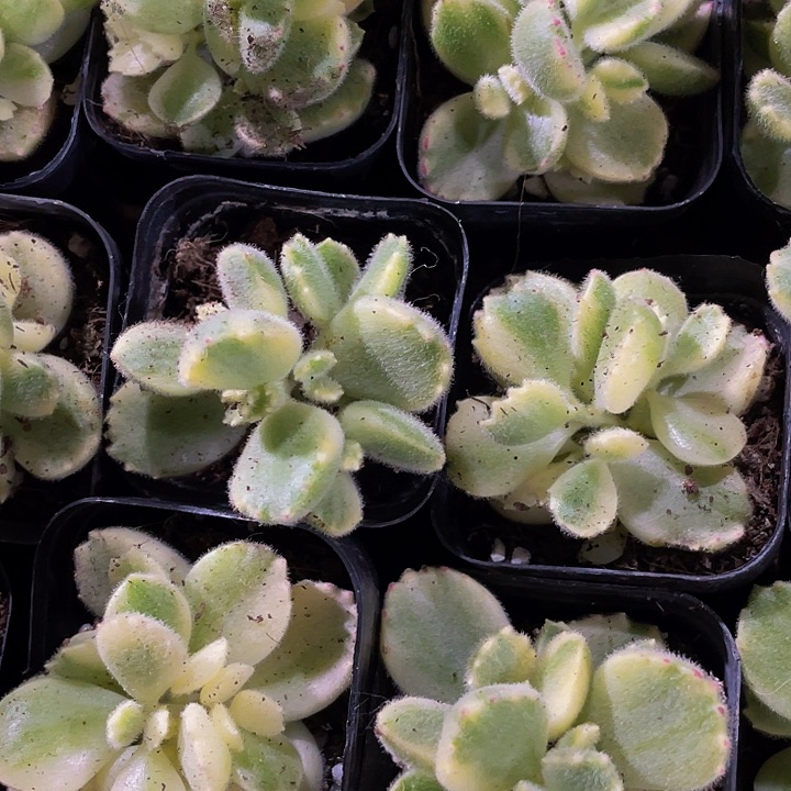 白熊2.8带盆土发