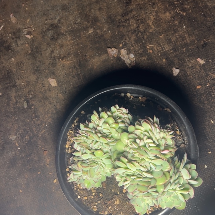 0***^云欣多肉植物牡丹亭追