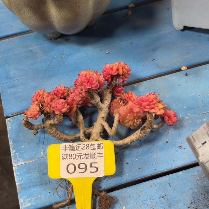 大095，czczvvvvvbbv