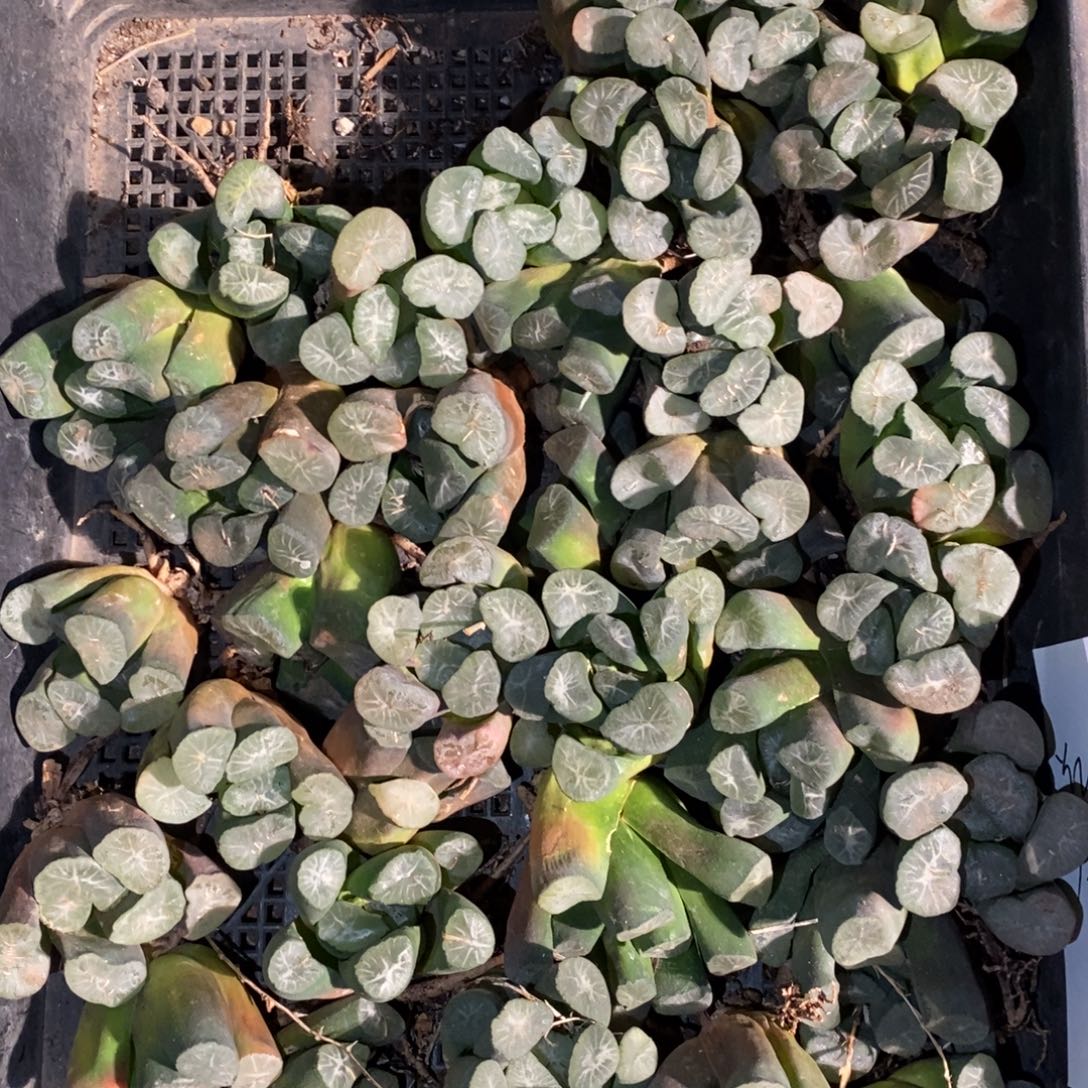 2601 一颗优选实生超大万象 多品种 大帅优选 元旦福利