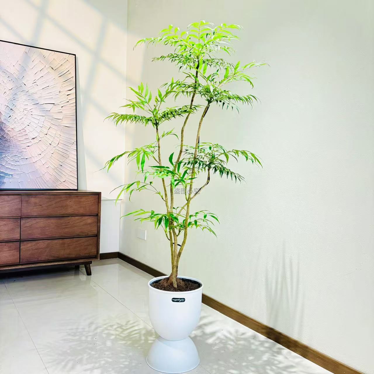 【十大功劳】黄天竹造型禅意网红盆栽