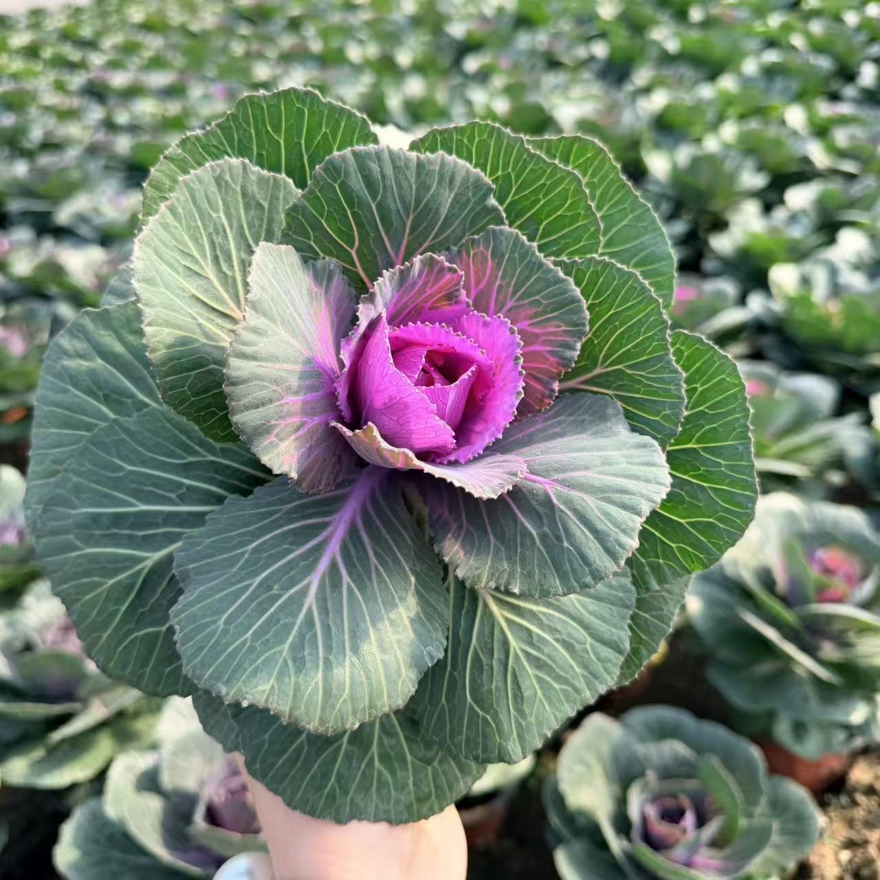 羽衣甘蓝盆栽大苗超耐寒可食用蔬菜观赏绿植易成活家庭阳台园艺