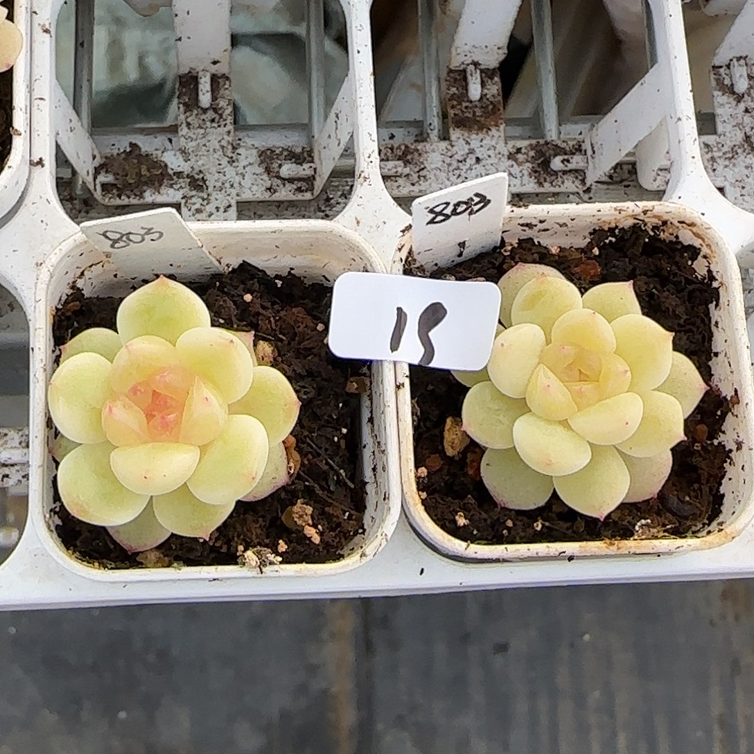 19开播福利甜心803随机发货