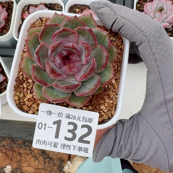 蓝莓多肉多肉植物多肉多