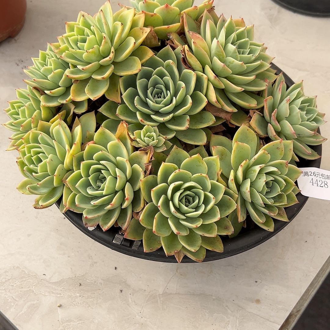 湘****4428三色堇多肉植物