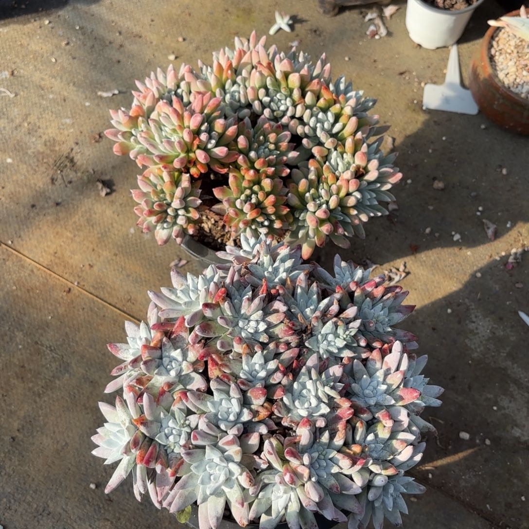 J***A白羽和白姆，仙女杯多肉