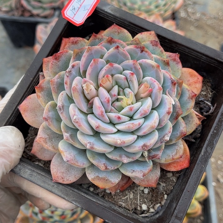 泡*冰糖单头一颗5