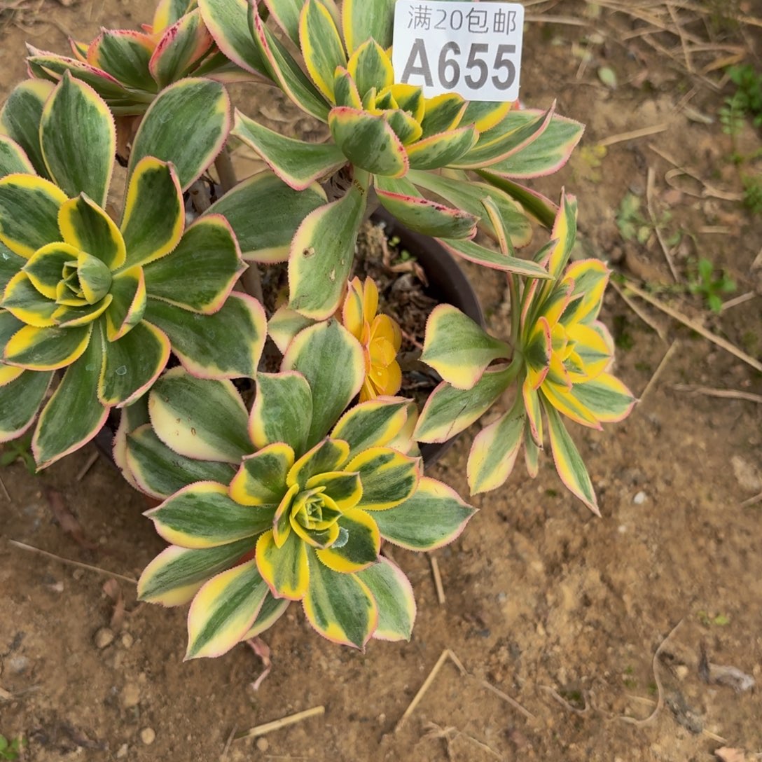 655多肉植物捧花的