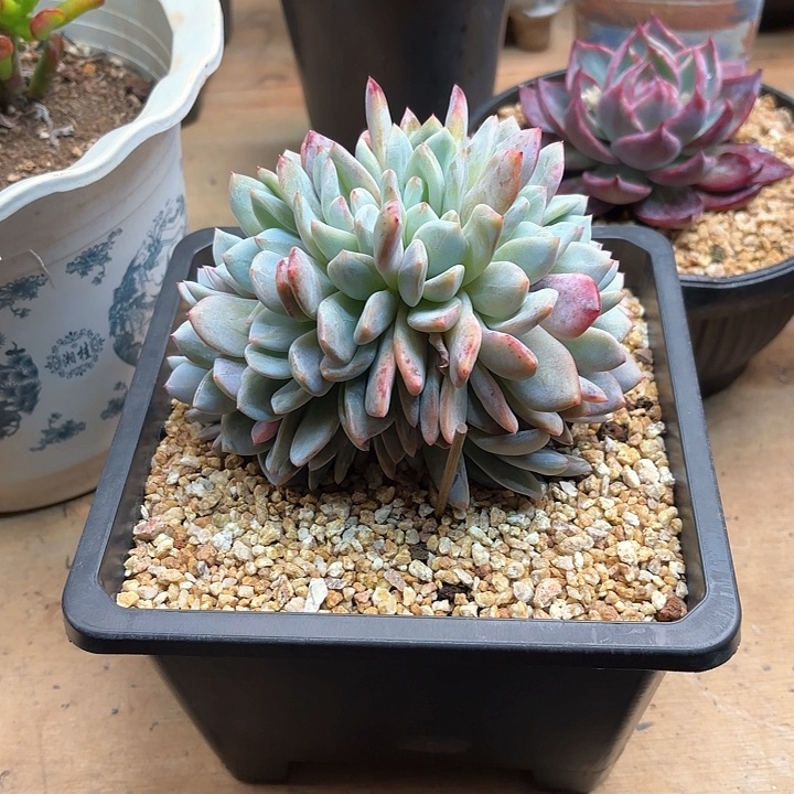 多肉植物，橙梦露缀