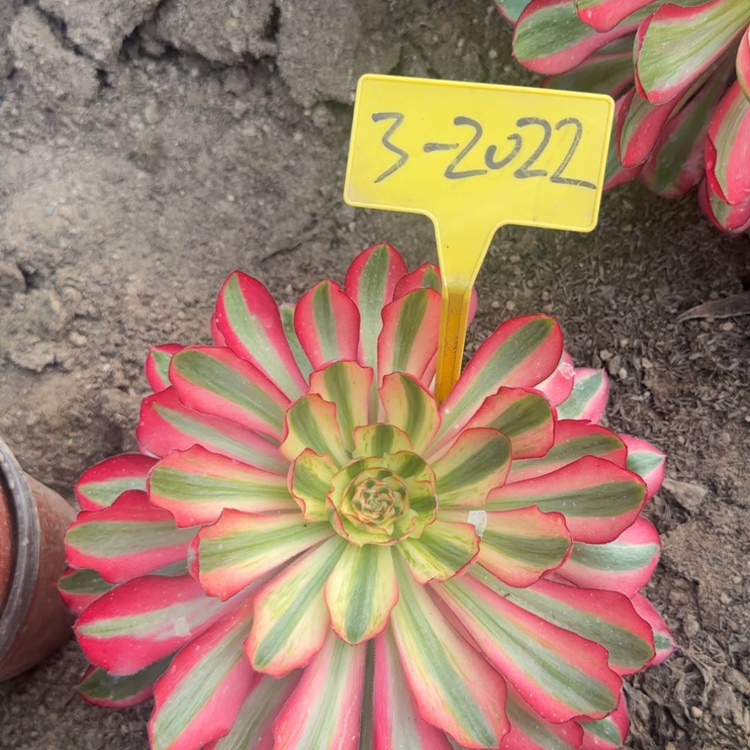 3-2022多头多肉植物