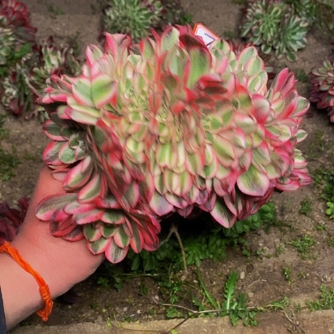 荔枝缀化20公分7链接