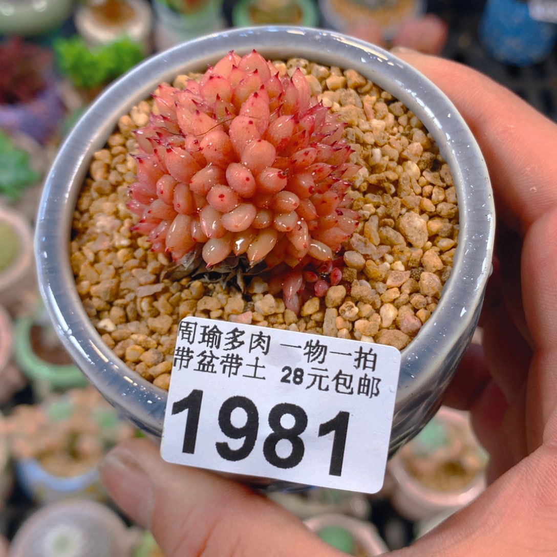 精控多肉植物1981