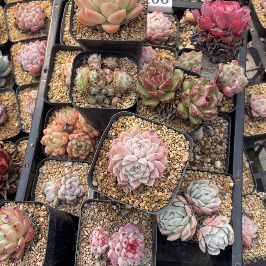 多肉植物十八个精品组206