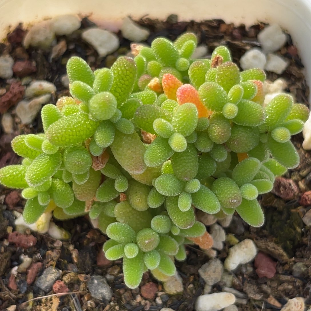 枝干一物一拍～金桔