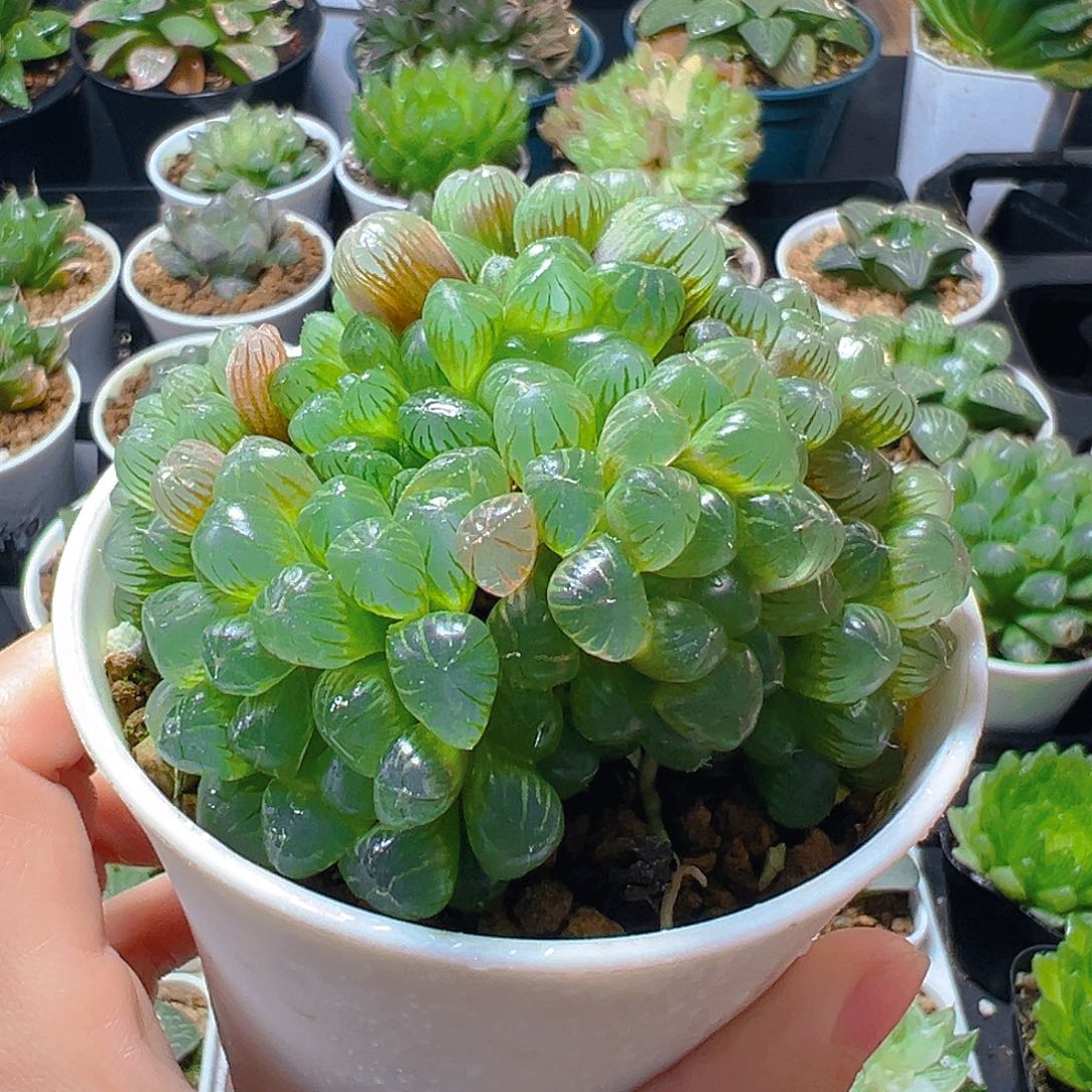 小叶冰灯群多肉多肉多肉