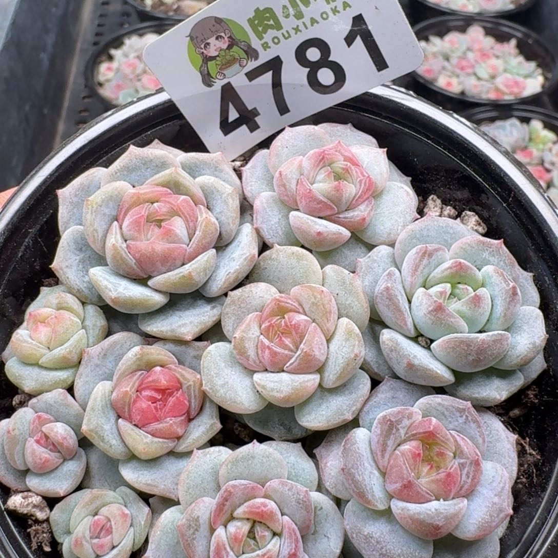 多肉植物多肉植物