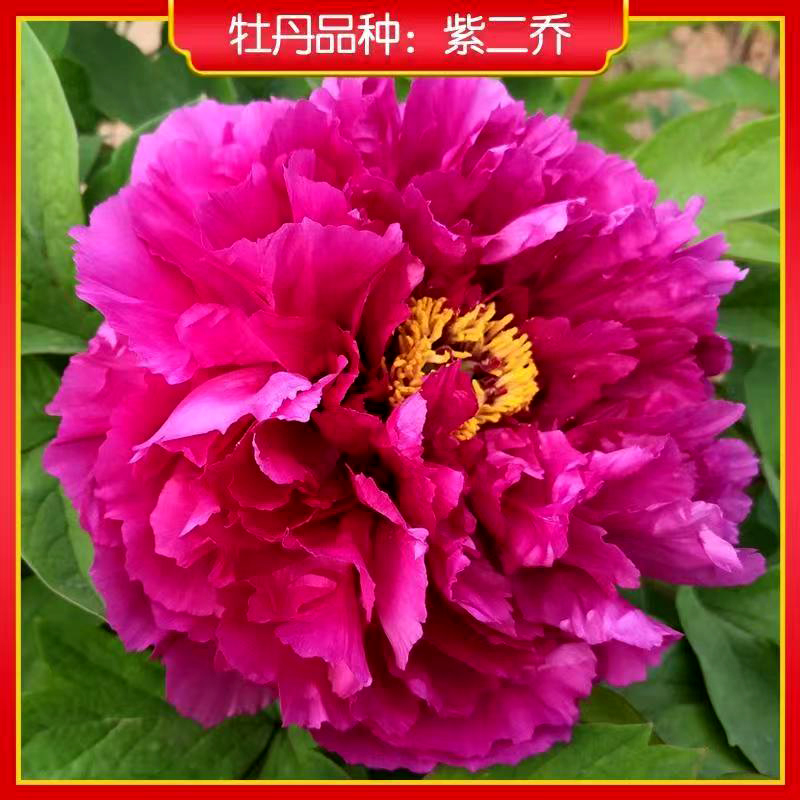 【到手两颗】直播间专属价-正宗洛阳重瓣观赏牡丹------一物一拍