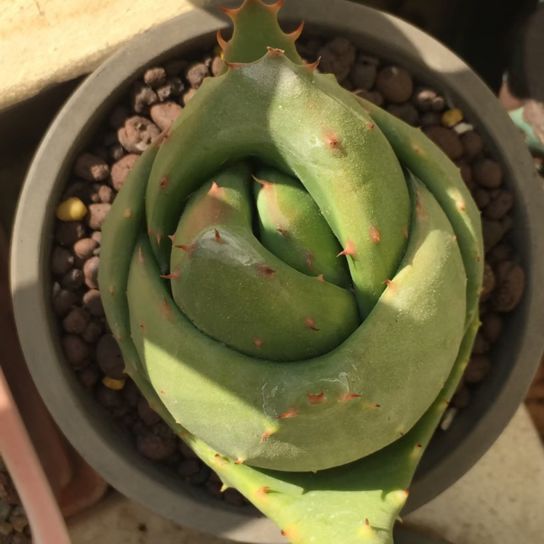 仙人球金元宝芦荟多肉植物室内绿植花卉