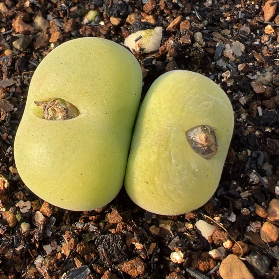 21多肉植物百科翠光