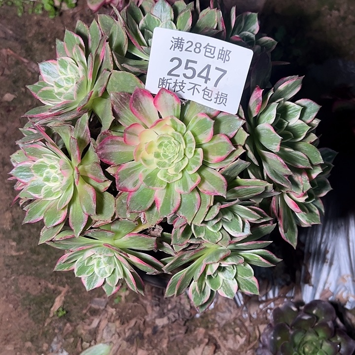 2547万花筒多肉植物