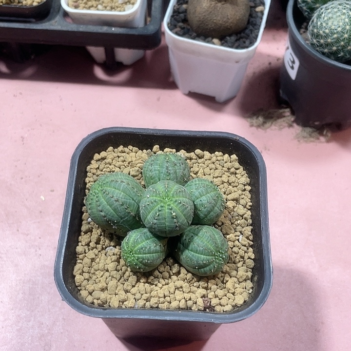 218布纹球多头群植物