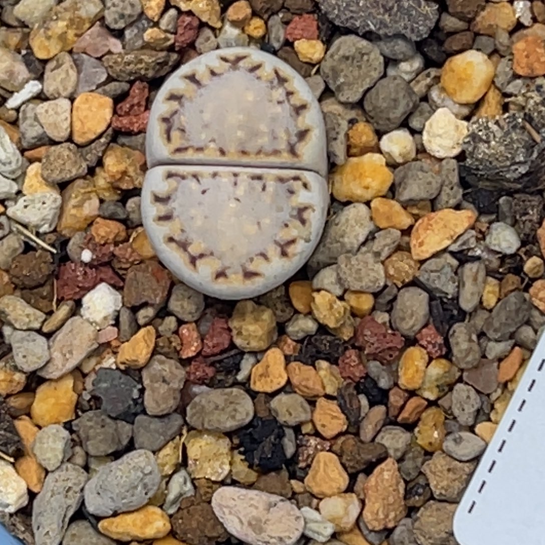 4110糖霜蓝底饼干1尺寸1.7