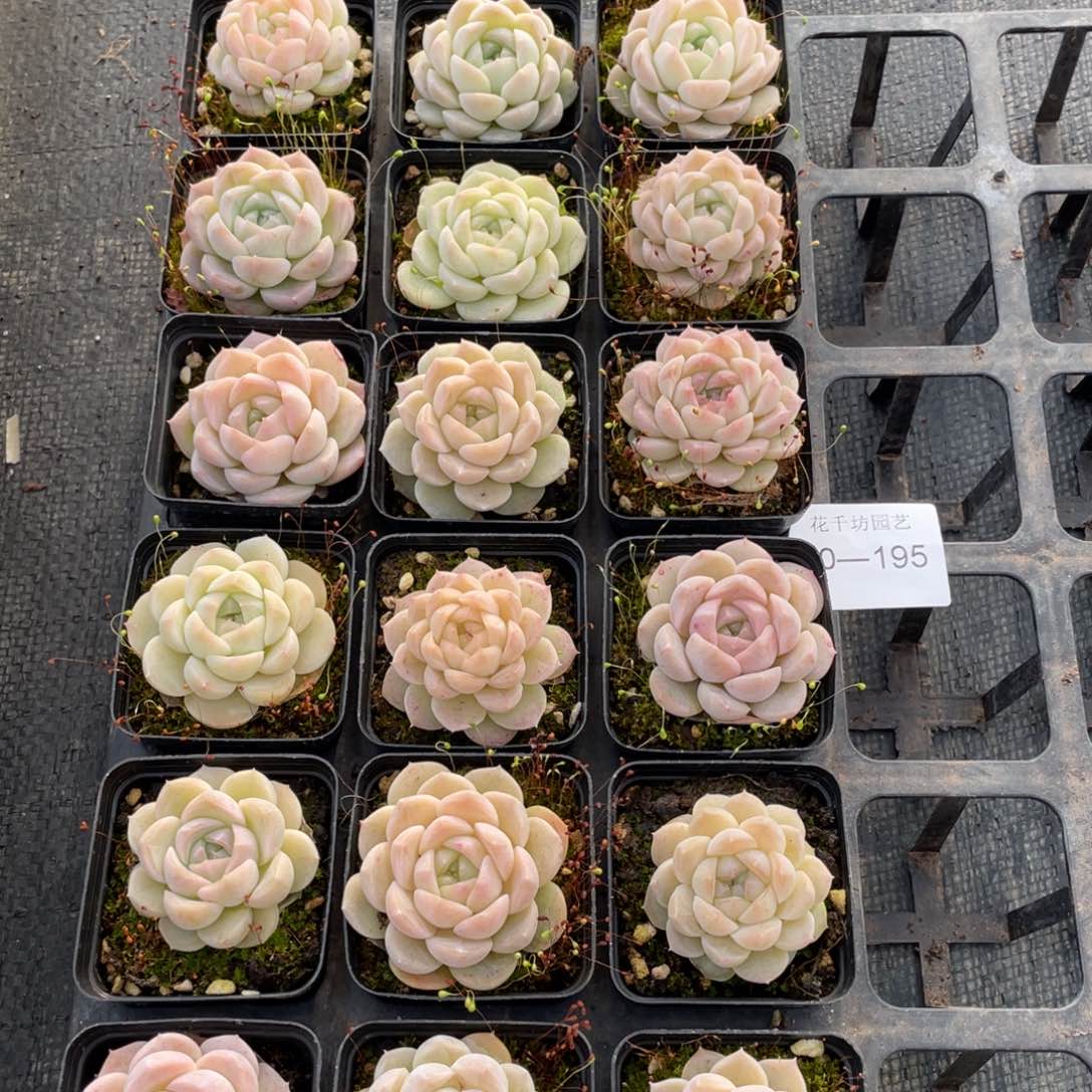 一物一拍18颗30-195