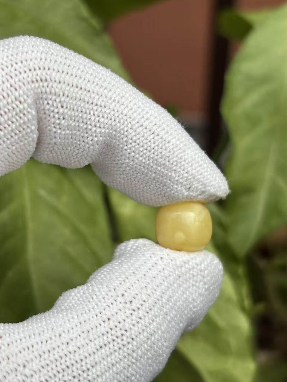 1742天然蜜蜡琥珀老型墩子10.8x9.7mm