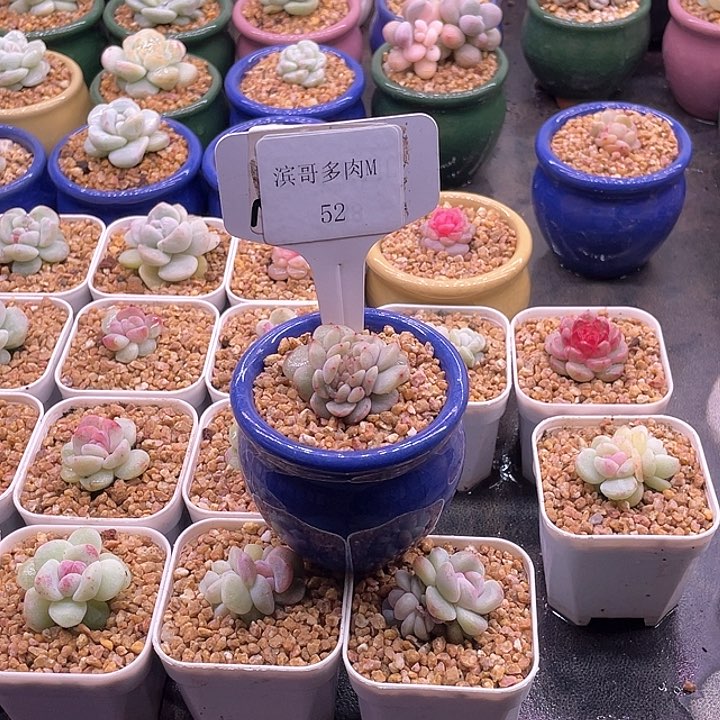 未**期滨哥多肉M52红恋缀化