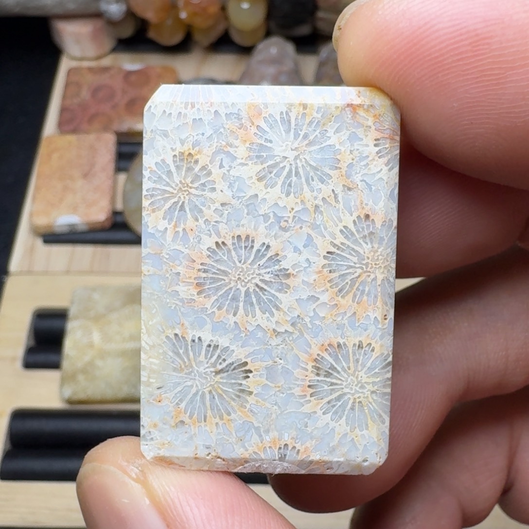 硅化珊瑚（珊瑚玉）未镶嵌纯天然色有机玉石保真色