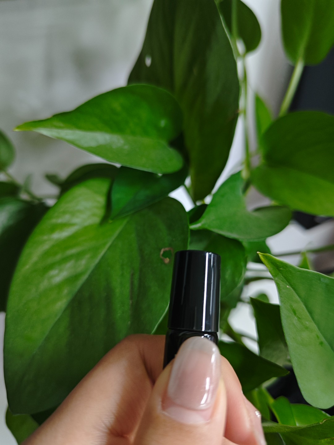 【言言分享兰】时光兰花眼部精粹油星星眼油