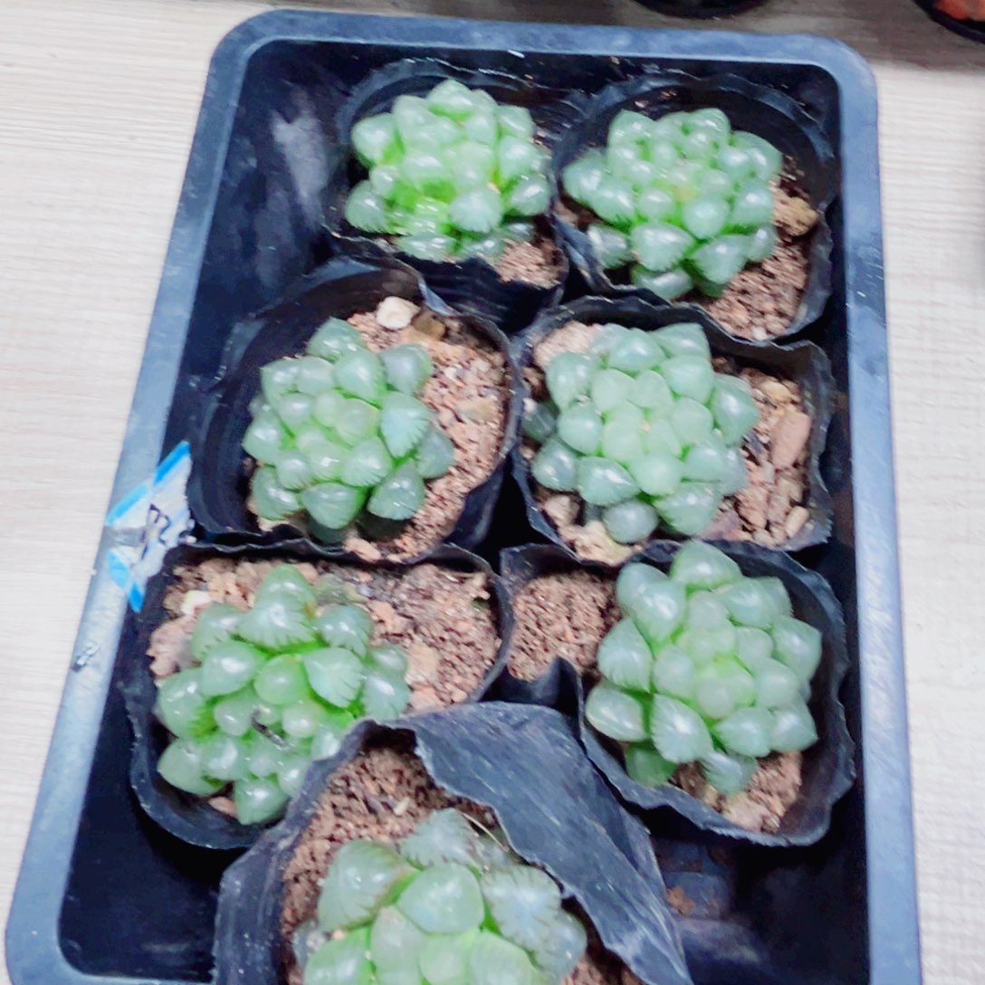 7棵姬玉露多肉植物