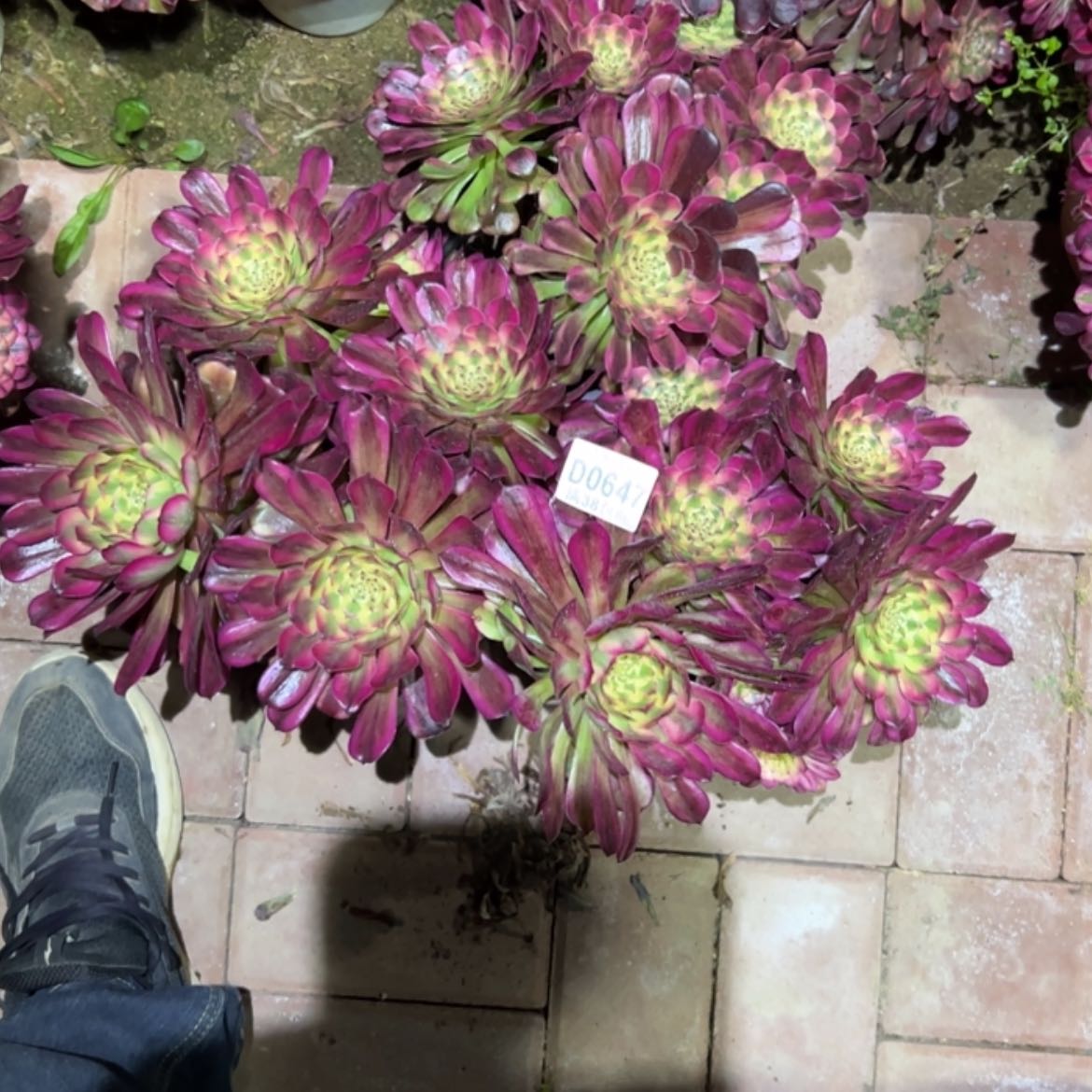 【闪购商品】647维纳斯多肉