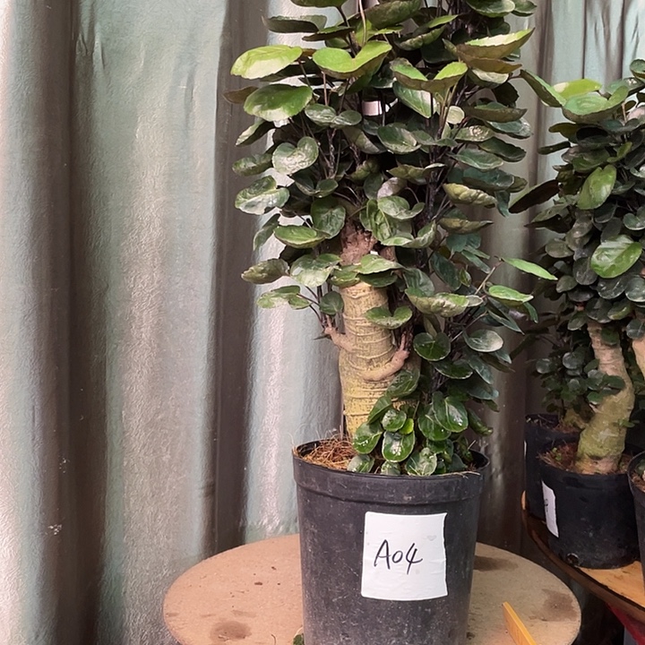 完全开放1356888888