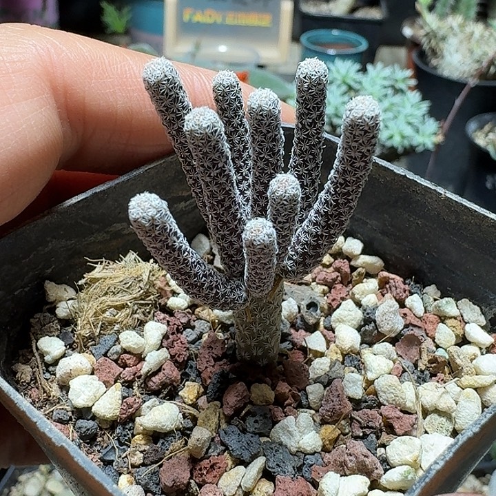 386mini牧师脱土发货