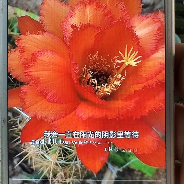欢茄侧芽5公分左右毛花柱