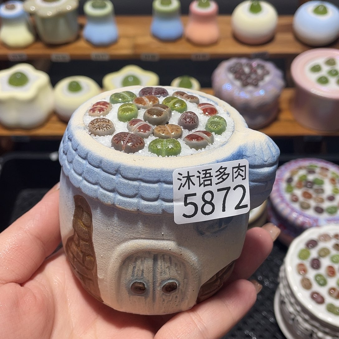 带盆土植物 一物一拍5872