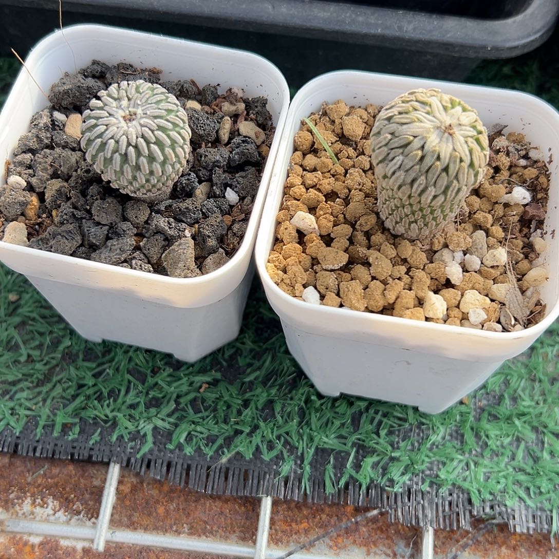 精巧丸➕精巧殿，带盆