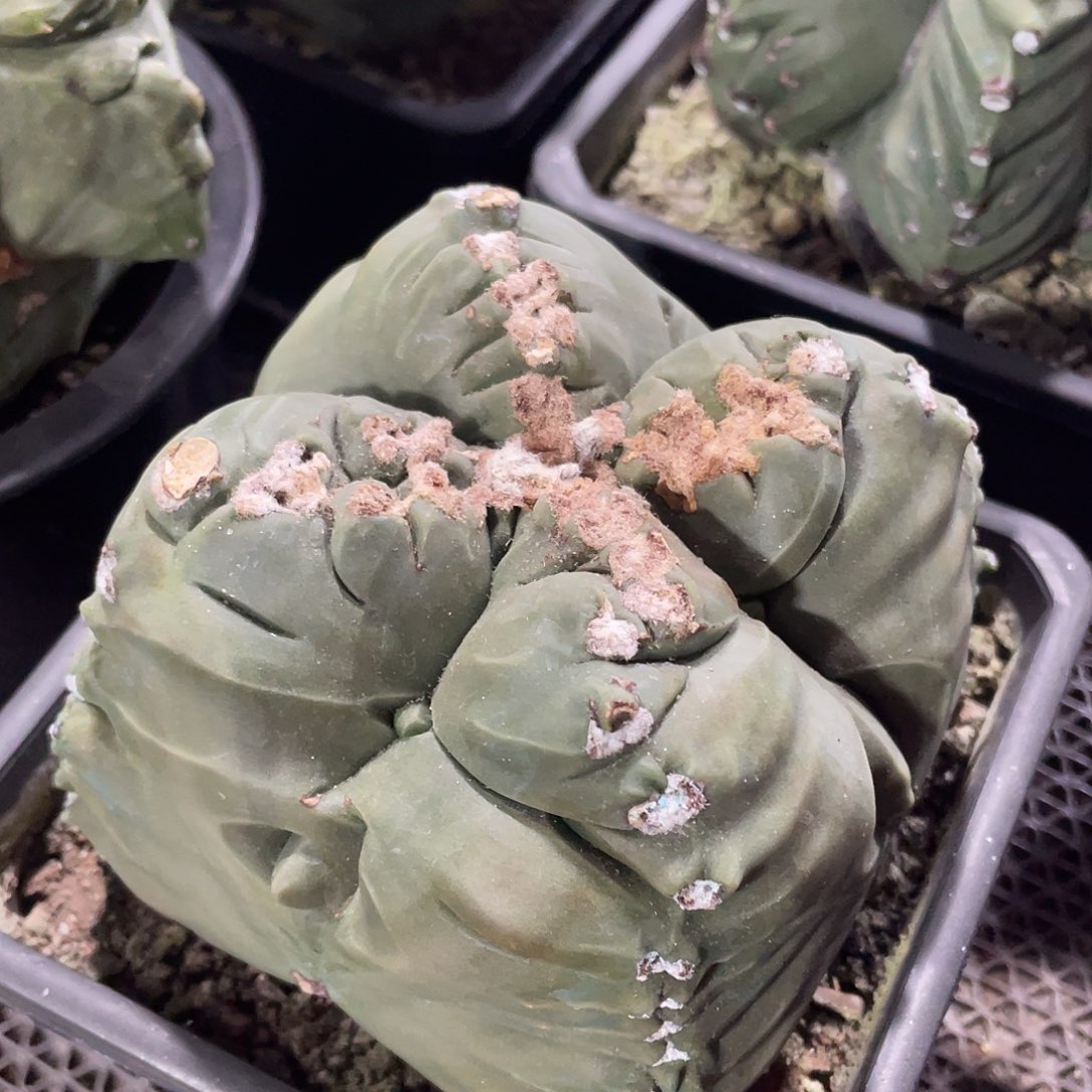 106实生根老桩四棱龟甲鸾凤玉15