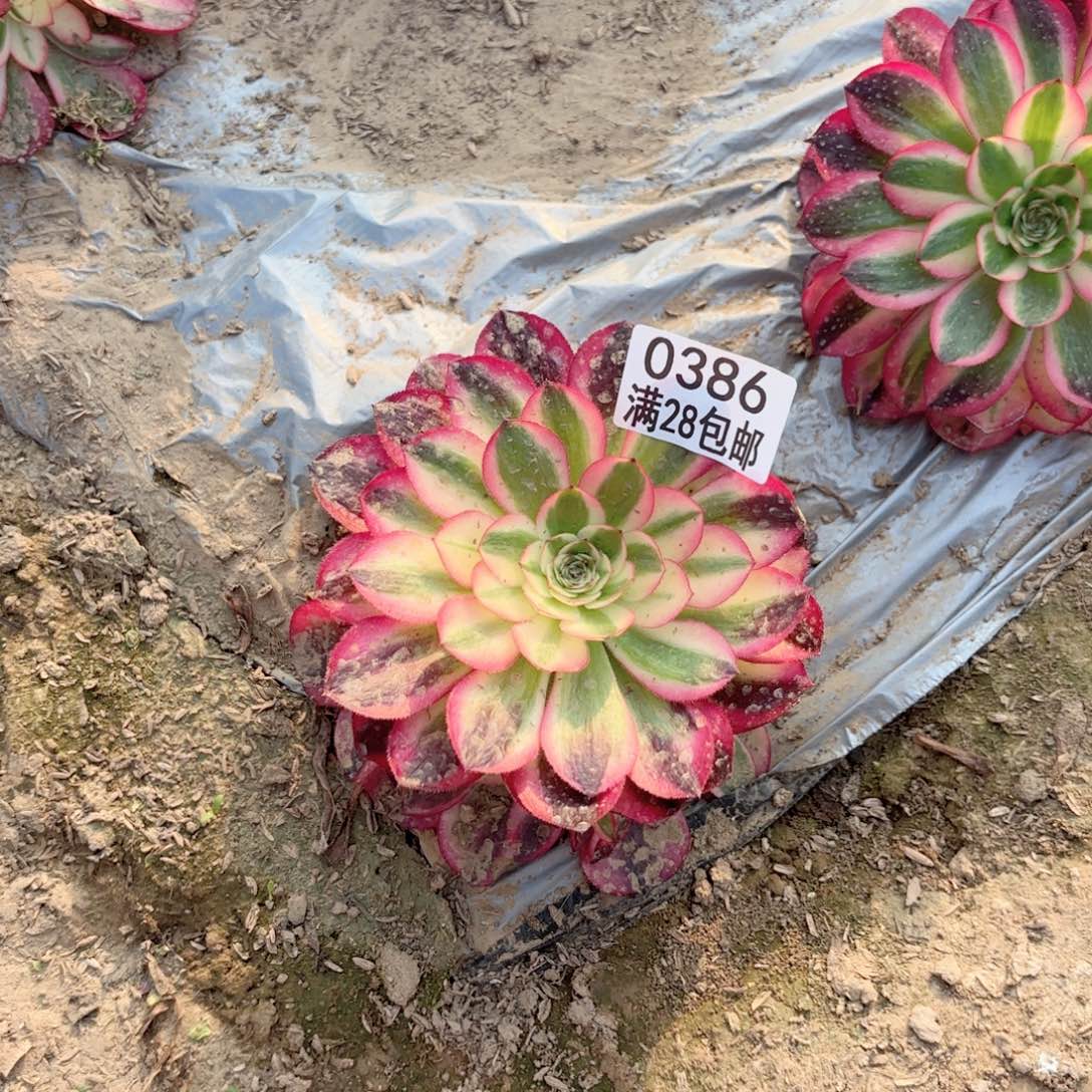 N.    0386倾城多肉