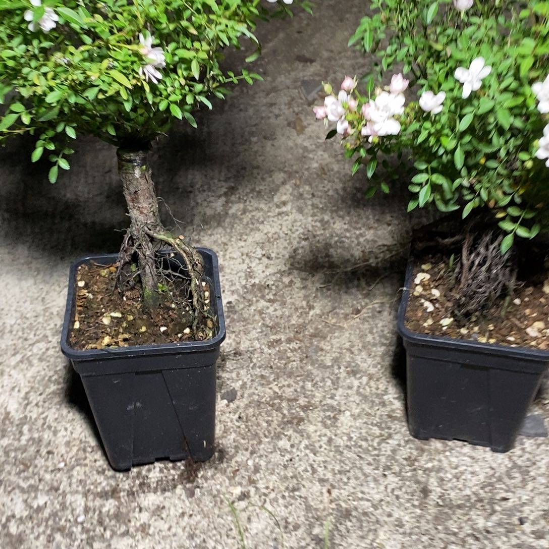 完全开放姬桃白 耐寒耐热的花卉植物
