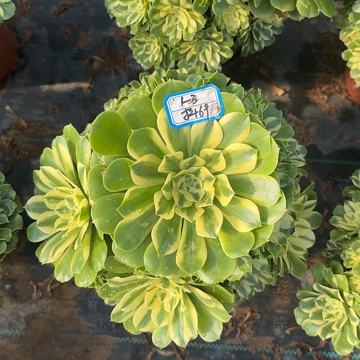 西尼亚多肉法师不包损69