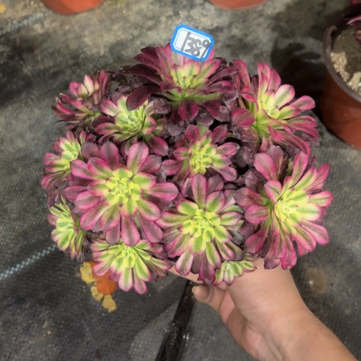 铜雀台有砍朵朵1389