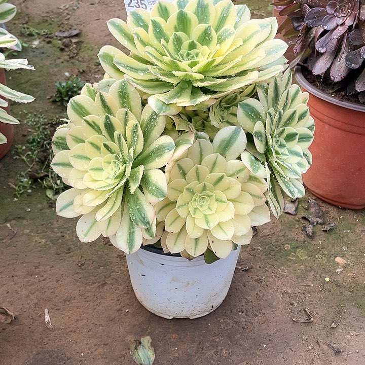 多肉法师235 星尼亚