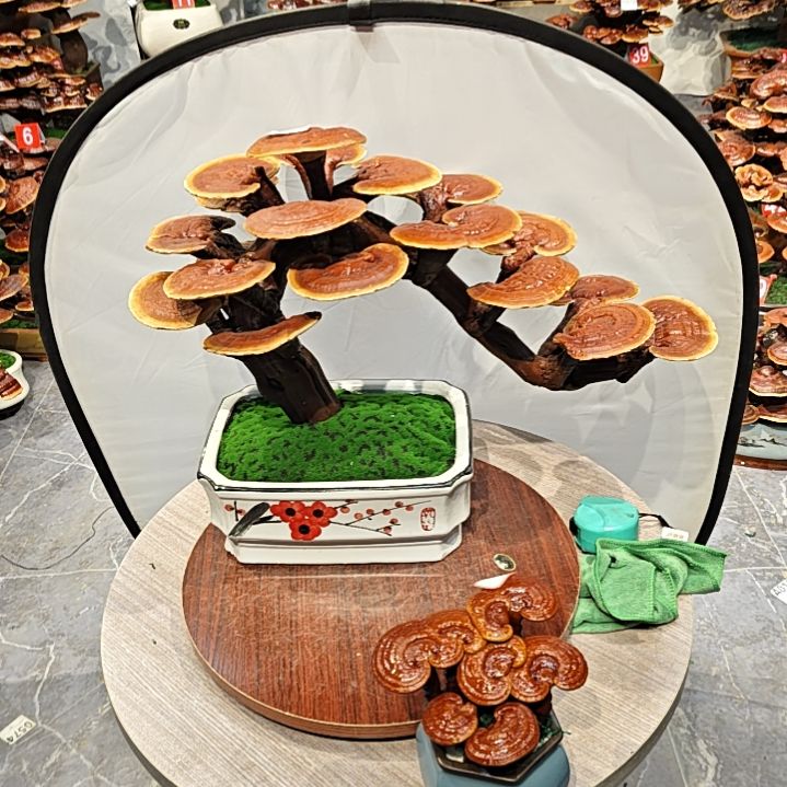 灵芝盆景灵芝盆景