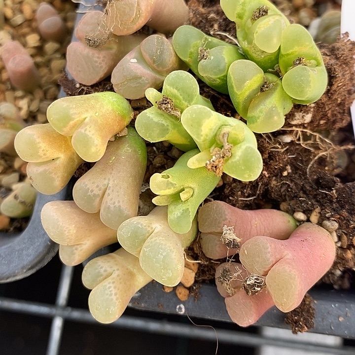 3114多头风铃一组。      