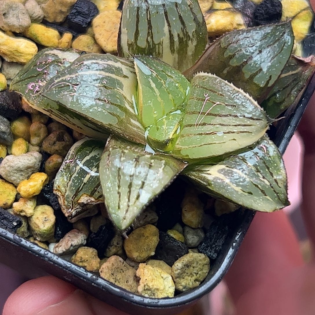 实生史扑锦十二卷多肉