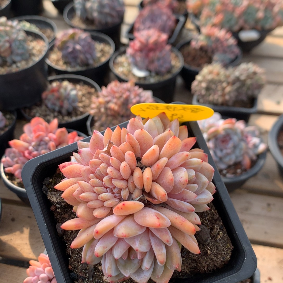 10厘米有砍雪天使朵缀  59