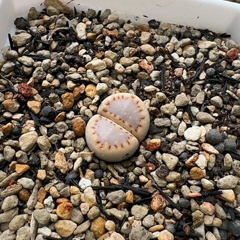 3688，171饼干母本带盆